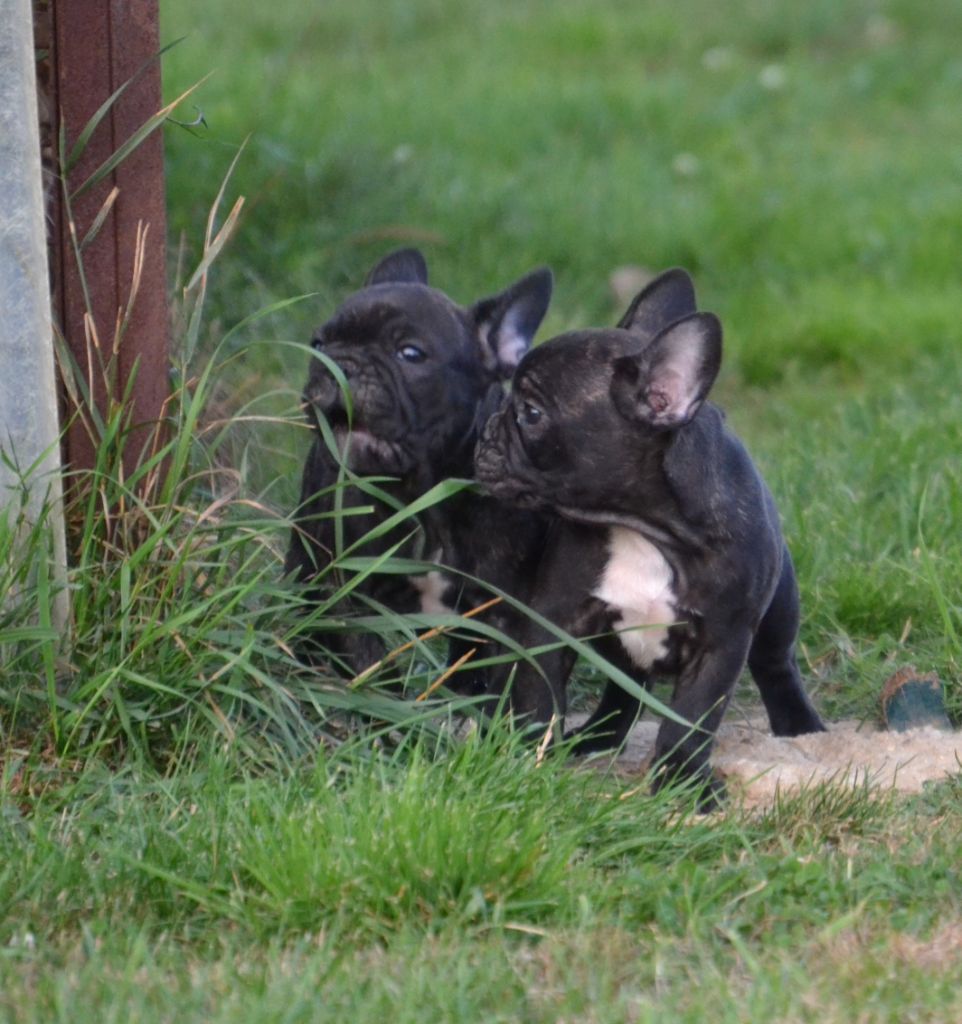 Du Molosse au Berger - Chiots disponibles - Bouledogue français